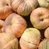 One Too Many Pumpkin