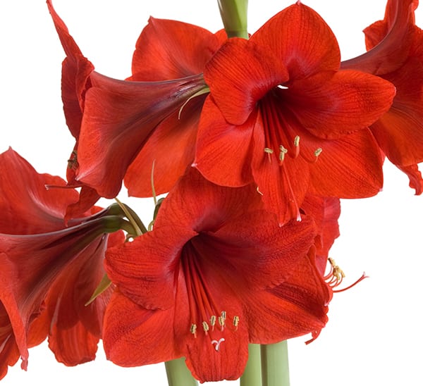 Amaryllis Double Stemmed