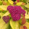 Double Play® Candy Corn® Spirea Bloom
