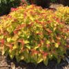 Double Play® Candy Corn® Spirea Bush