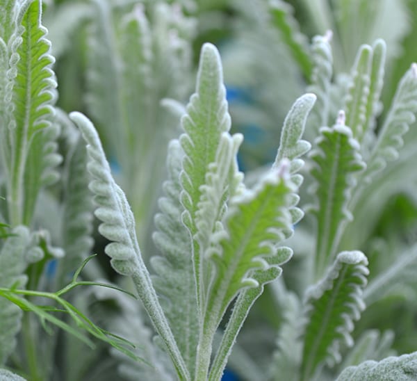 Goodwin Creek Organic Lavender