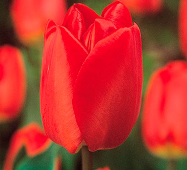 Red Flowers That Look Like Tulips / 20 Best Spring Flowers Popular