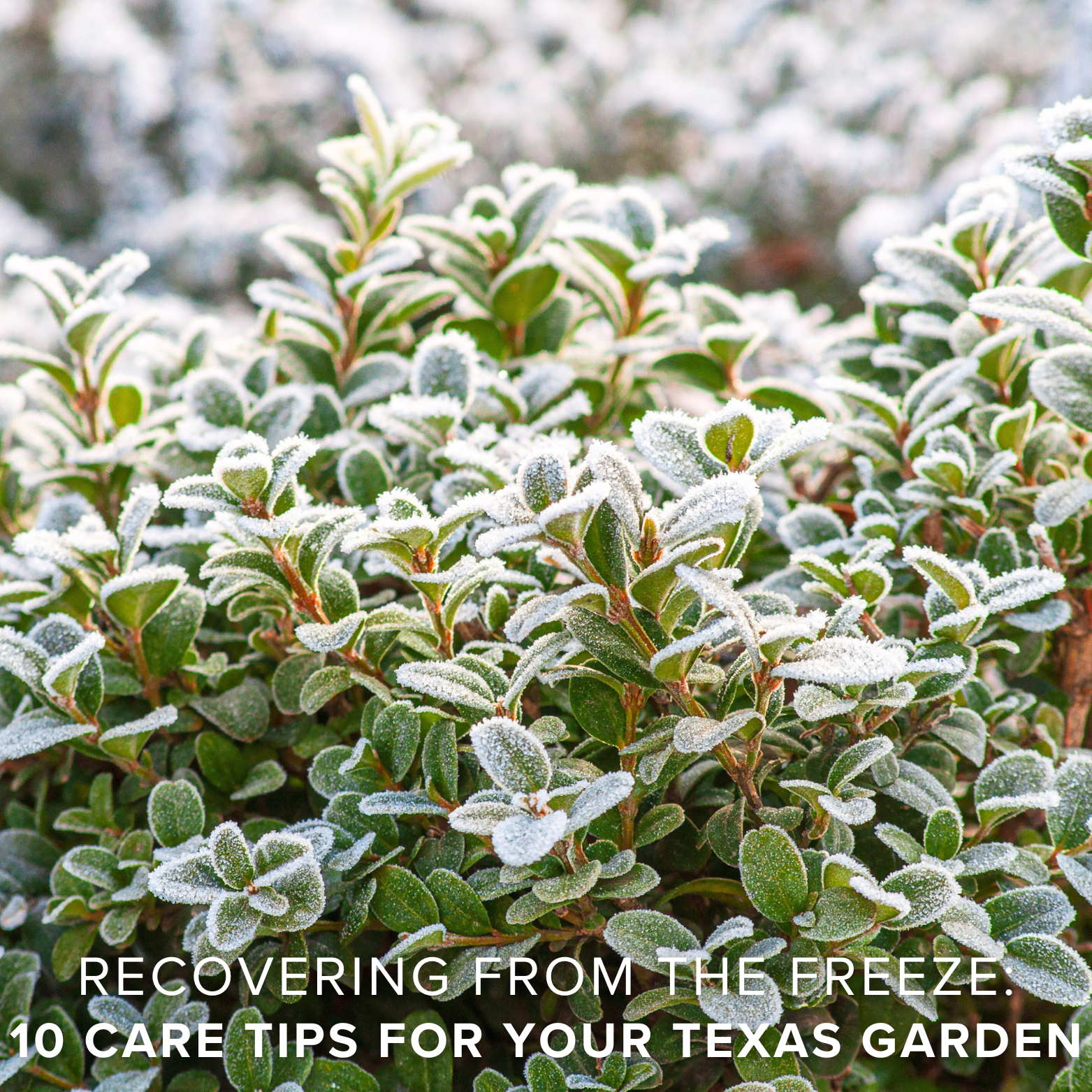 frost damaged plants