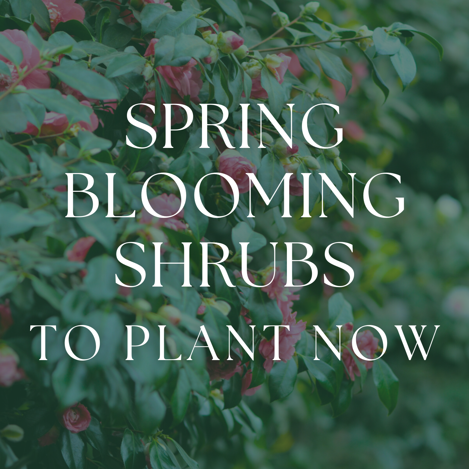 Spring Blooming Shrubs to Plant Now | Must-Have Spring Shrubs