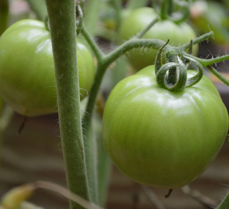 Chef Jeff's® Vegetables 