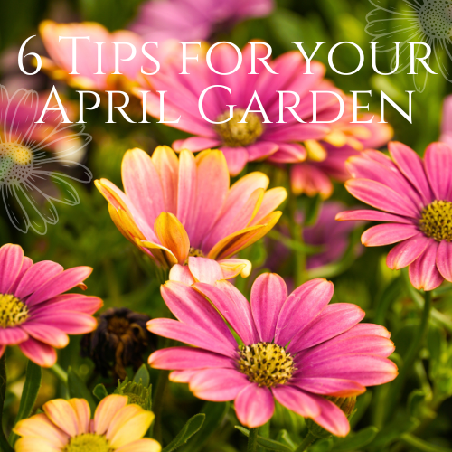 tips for your april garden