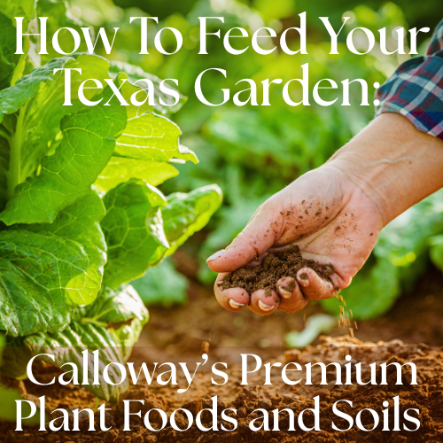plant foods