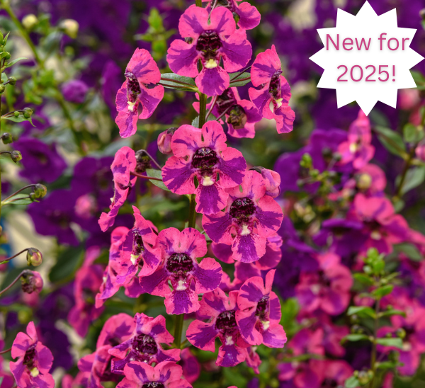 Link to Gaurdian Angel™ Berry Sparkler Angelonia product page