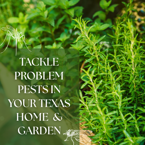 insect and pest control