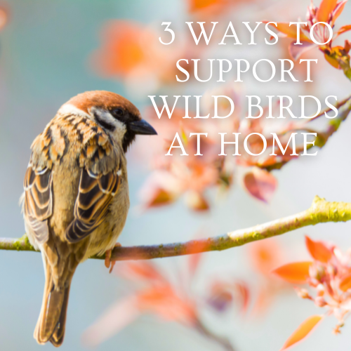3 Ways to Help Wild Birds | Calloway's Nursery