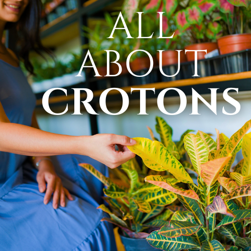 croton plants