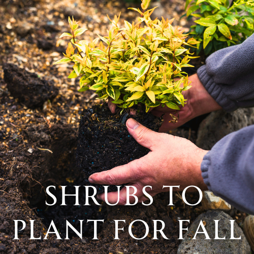 5 Shrubs to Plant for the Fall | Calloway's Nursery