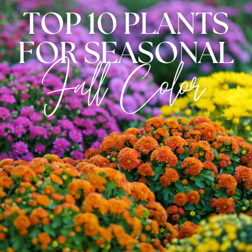 Top 10 Plants for Great Fall Color