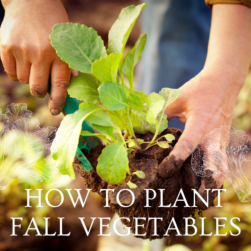 Cool Season Vegetable Gardening for Fall | Calloway's Nursery