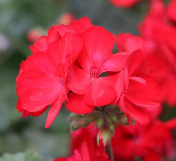 Geraniums 
