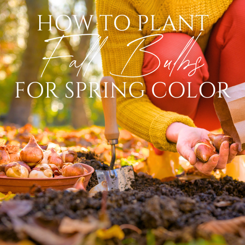 Planting Fall Bulbs for Spring Color | Calloway's Nursery