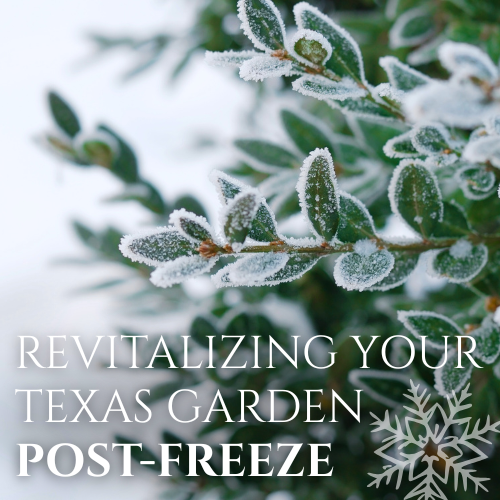 Best Practices in Rehabilitating Your Texas Garden After a Freeze