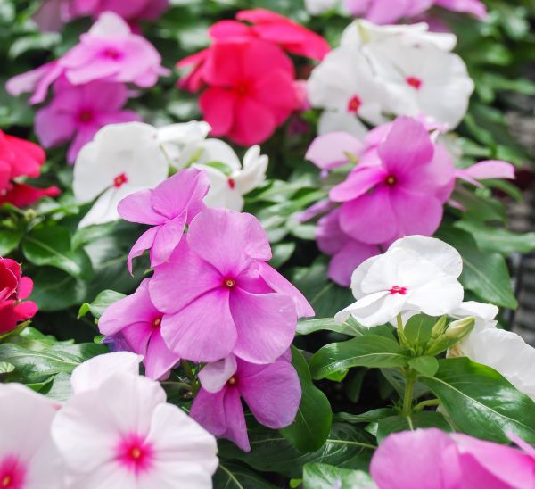 Link to Cora® XDR Vinca  product page