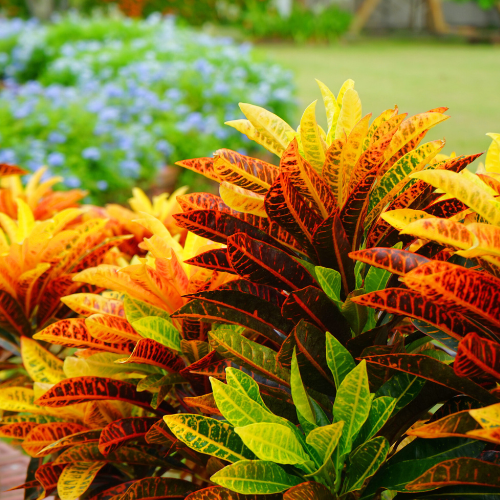 croton indoor plant