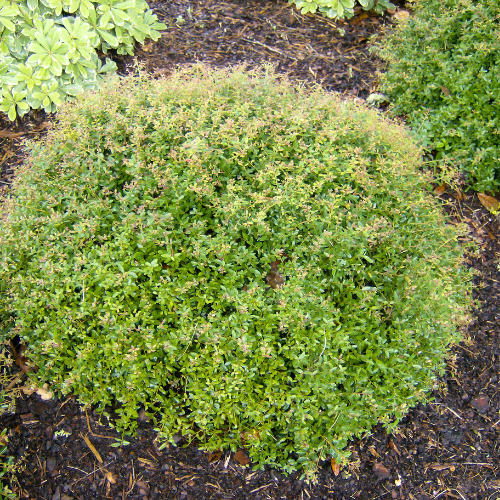 Ornamental Shrubs for Fall Planting | Calloway's Nursery