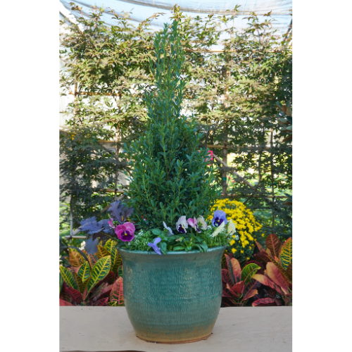 plants for fall
