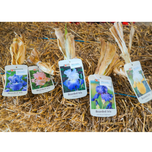 Hyacinth Bulbs | Calloway's Nursery