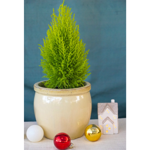 Lemon Cypress Plant for Christmas Holidays | Calloway's Nursery