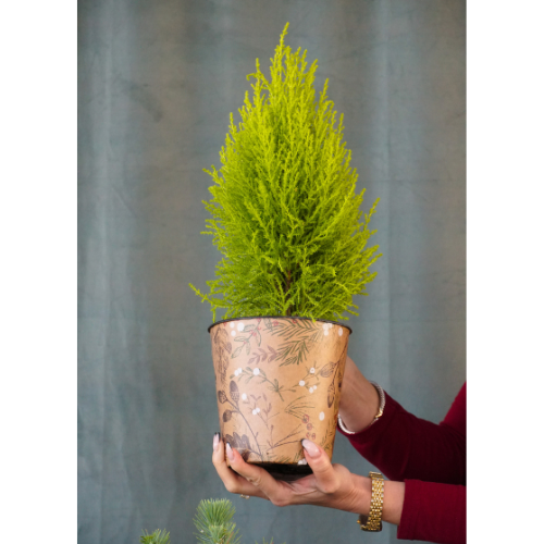 leyland cypress plant