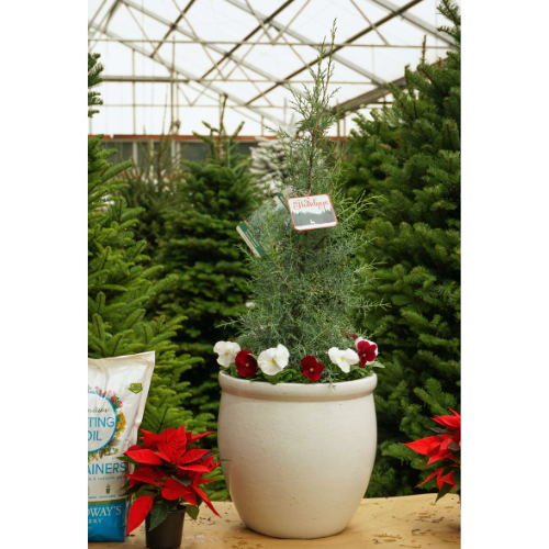 decorative christmas wreath on window