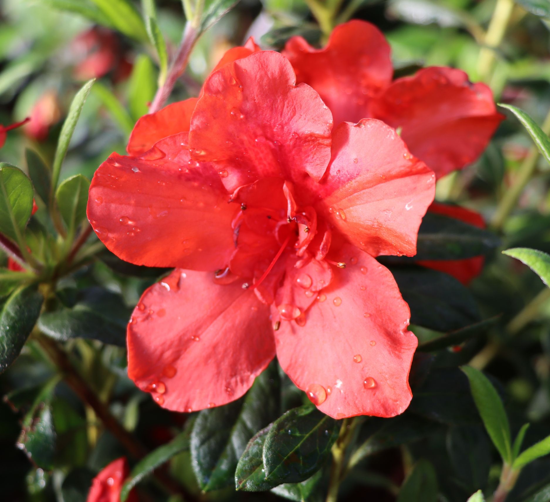 Link to Azaleas & Camellias  product page