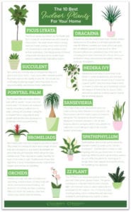 best indoor plants