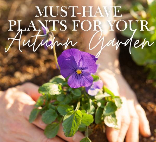 Must-Have Plants for Your Autumn Garden