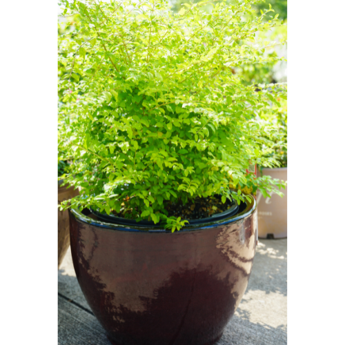 Calloways Premium Tree & Shrub Garden Soil for Fall Planting | Calloway's Nursery
