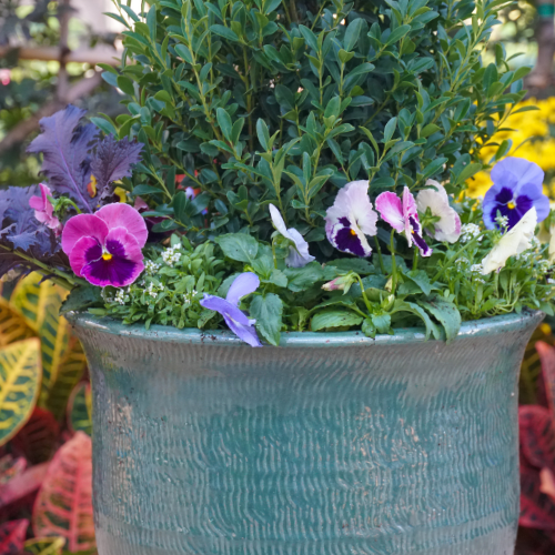 plants for fall