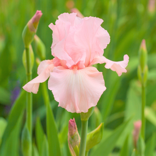 Hyacinth Planting for Fall | Calloway's Nursery
