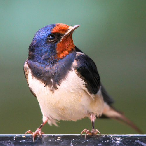 Bird Bath Ingredients to Support Wild Birds at Home | Calloway's Nursery