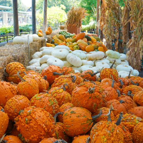 Variety of orange and white pumpkins with textured skins at an autumn harvest market display.