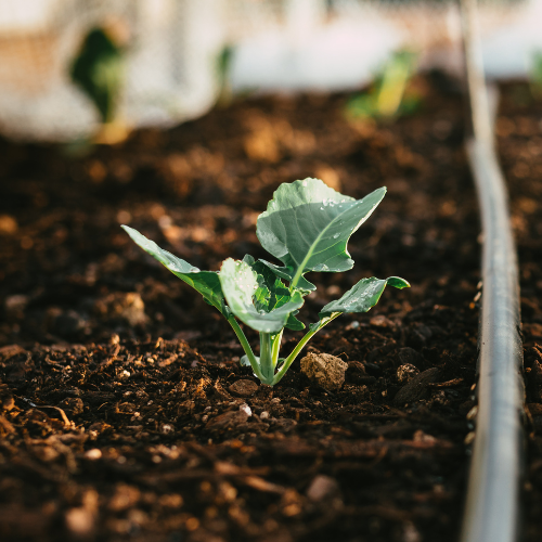 Green Goddess Cauliflower Plant for Fall Gardening | Calloway's Nursery