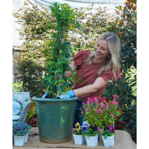 plants for fall