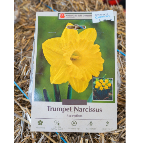 Muscari Bulbs for Fall Planting | Calloway's Nursery