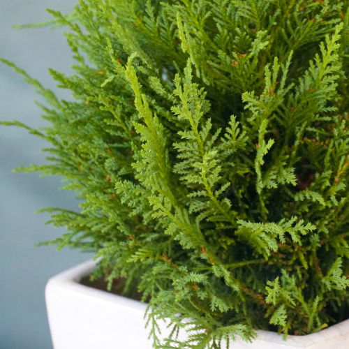 Leyland Cypress Plant for Christmas Holidays | Calloway's Nursery