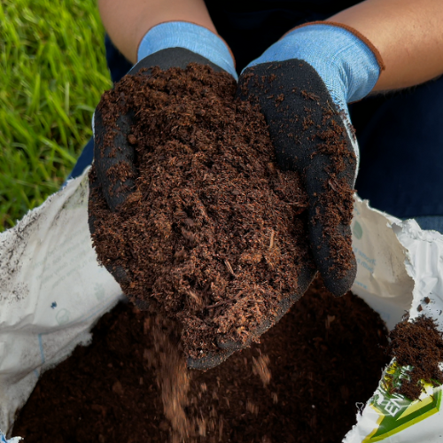 decorative christmas cactus
