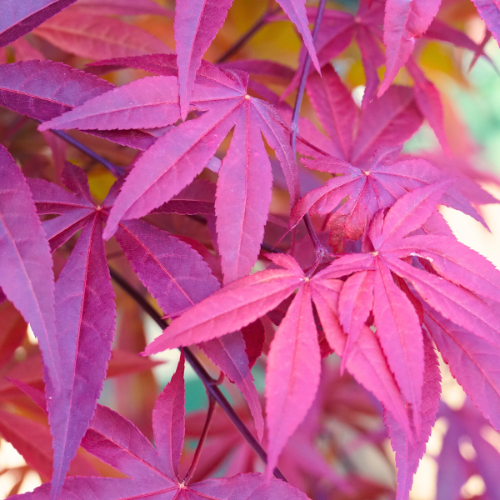 tree and shrub plant food