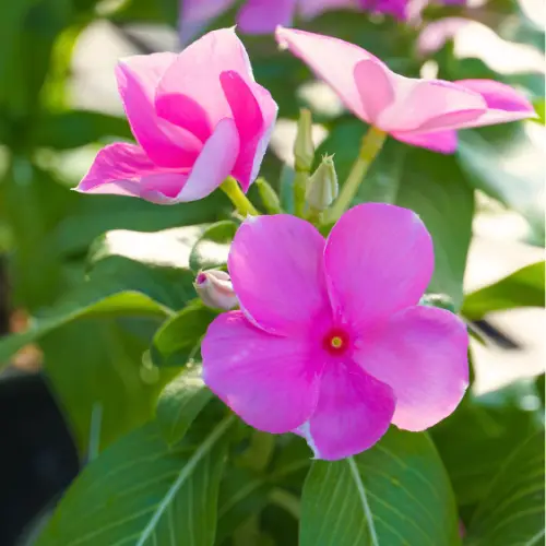 mix of cora vinca blooms