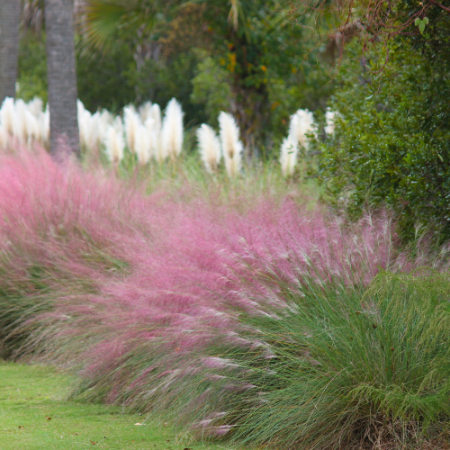 Sunshine Ligustrum for Fall Planting Shrub | Calloway's Nursery