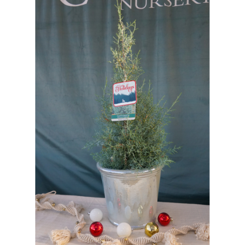 Norfolk Island Pine for Christmas Holidays | Calloway's Nursery
