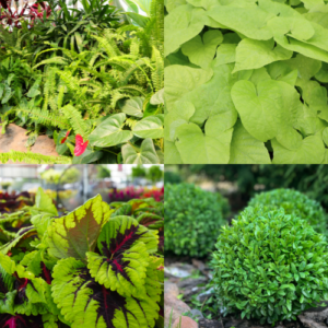 Green Foliage