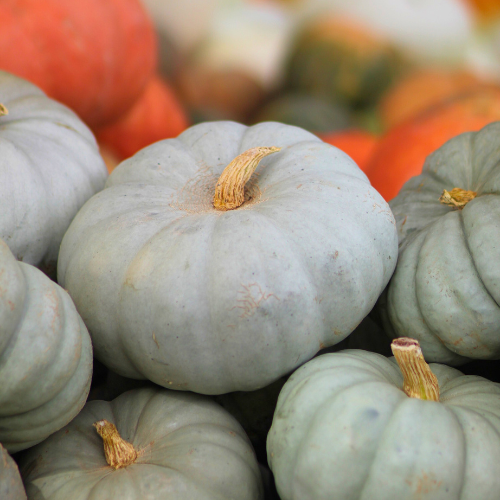 Close-up of blue pumpkins mixed with orange varieties at a vibrant fall harvest market.