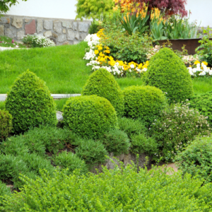 Green Landscape