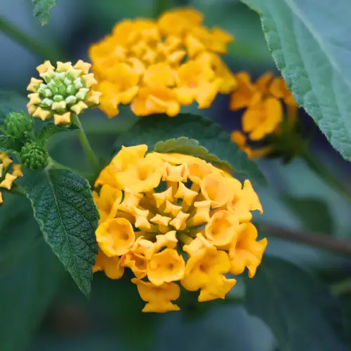 lantana blooms